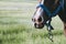 Close up on the nostrils of a brown draft horse