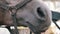 Close-up of the nostrils licked. Horse Racing . The head of a brown horse with a bridle. Selective focus, shallow depth of field