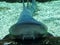 Close-up of a nurse shark at the Gosier aquarium in Guadeloupe