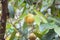 Close-up of nutmeg fruit hanging in a tree