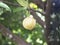 Close up of nutmeg fruits on a tree