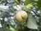 Close up of nutmeg fruits on a tree