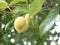 Close up of nutmeg fruits on a tree