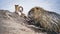 Close-up of a Nutria or Coypu