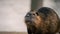 Close-up of a Nutria or Coypu