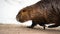 Close-up of a Nutria or Coypu