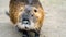 Close-up of a Nutria or Coypu