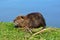 Close-up of Nutria wet on the grass just out of the lake