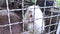 Close-up of nutria at zoo. View from behind a cage on many big rat animals. Yellow teeth and claws. Keeping animals in cages. Nutr