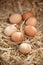 Close-up of nutritious brown eggs, on straw