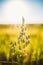 Close Up Of Oat Florets In Green Young Oat Plantation In Field