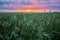 Close Up Of Oat Florets In Landscape Of Green Young Oat Plantation