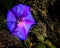 Close up of ocean blue morning glory flower