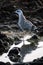 Close-up of an ocean gull on rocks by the water