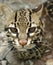 Close up ocelot big cat costa rica