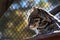 Close up of ocelot cat sitting on a ledge