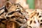 Close-up of an Ocelot - Leopardus pardalis - on a branch. The wild cat staring away from the camera