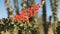 Close up of ocotillo cactus flowers near ajo az