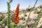 Close up of Ocotillo Fouquieria splendens plant about to bloom, Joshua Tree National Park, California