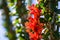 Close up of Ocotillo Fouquieria splendens wildflowers, Anza Borrego Desert State Park, California