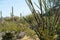Close up of Ocotillo leafing spines, with saguaros cactus blurred in the background. Taken at Organ Pipe National Monument in