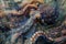 A close-up of an octopus overlaid with the swirling patterns of ocean currents in a double exposure