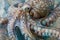 A close-up of an octopus overlaid with the swirling patterns of ocean currents in a double exposure