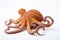 Close up of an octopus with tentacles spread out, isolated on a clean white background