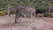 Close up od antelope eating food from ground. Small group of animals in nature. Safari park, South Africa