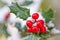 Close up od a branch of holly with red berries