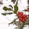 Close up od a branch of holly with red berries