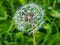 Close Up od a Dandelion Bloom