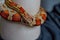 close up ofan corn snake Elaphe guttata, which curls around an arm