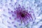 Close up off a Chrysanthemums (Chrysanthemum morifolium)