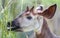 Close-up of an okapi eating