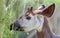 Close-up of an okapi eating