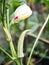 Close up of okra flower