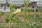 Close up of okra plant flowers and fruits.