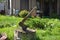 Close up of an old axe with a wooden handle stuck in a stump in the yard of a country house.