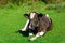 Close up old black and white cow with chain lying down on meadow. Animal protection concept. Copy space