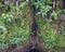 Close up of old british wooden lock gates on a narrow canal overgrow