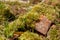 Close up of old broken bricks covered in moss, in the undergrowth . Found in Stanmore Country Park, Middlesex UK.