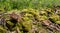 Close up of old broken bricks covered in moss, in the undergrowth . Found in Stanmore Country Park, Middlesex UK.