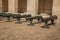 Close-up of old bronze cannons in the inner courtyard of the Les Invalides Palace in Paris.