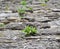 Close up of old cobblestone street and bright green wild grass. The concept of drought. Cracked dry earth and green grass Ancient