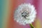 Close up of a old dandelion, dandelion clocks, fluffy