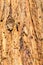 Close up of old dead pine tree bark with holes drilled into it by acorn woodpeckers, California