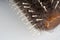 Close up of old dirty hairbrush. Comb with different hair on white background.