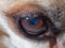 Close-up of the old dog`s watery eye. Details of the brown eye with short lashes