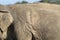 Close up of an old elephant and their wrinkly skin